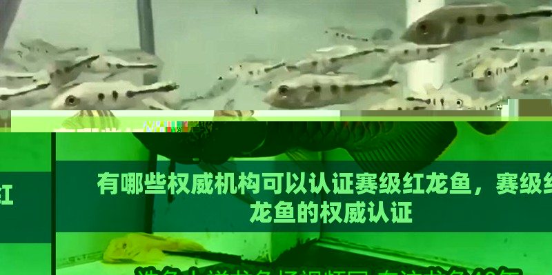 有哪些權(quán)威機構(gòu)可以認(rèn)證賽級紅龍魚，賽級紅龍魚的權(quán)威認(rèn)證