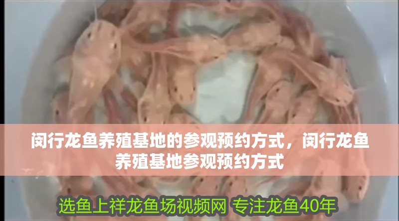 閔行龍魚養殖基地的參觀預約方式，閔行龍魚養殖基地參觀預約方式