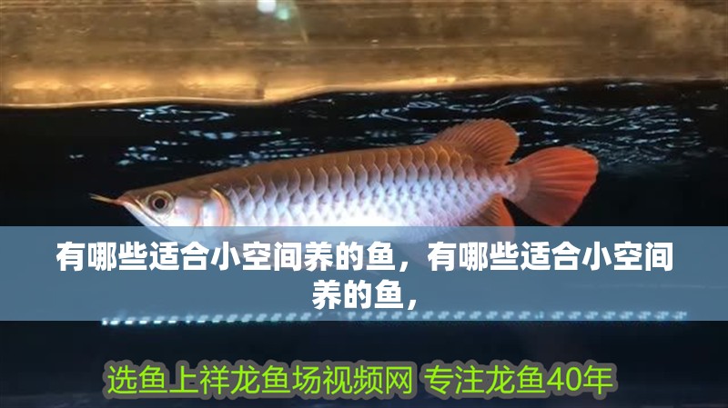 有哪些適合小空間養的魚，有哪些適合小空間養的魚，