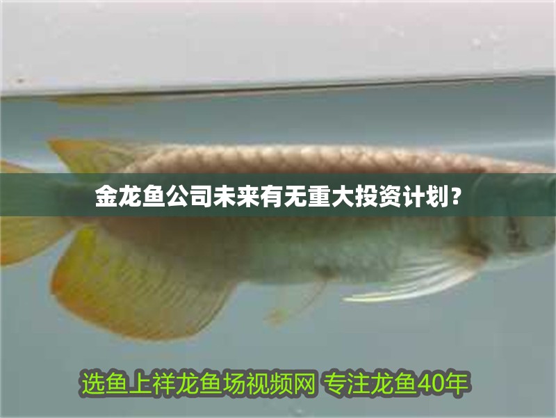 金龍魚公司未來有無重大投資計劃？