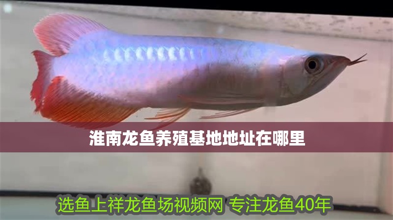 淮南龍魚養殖基地地址在哪里