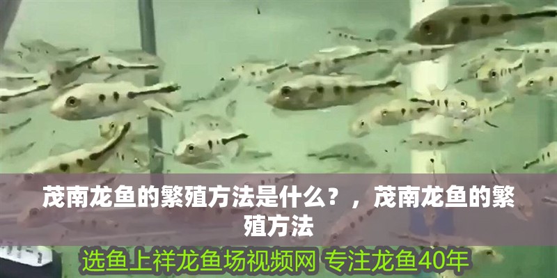 茂南龍魚的繁殖方法是什么？，茂南龍魚的繁殖方法