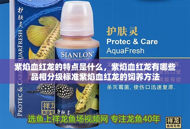 紫焰血紅龍的特點是什么，紫焰血紅龍有哪些品相分級標準紫焰血紅龍的飼養方法