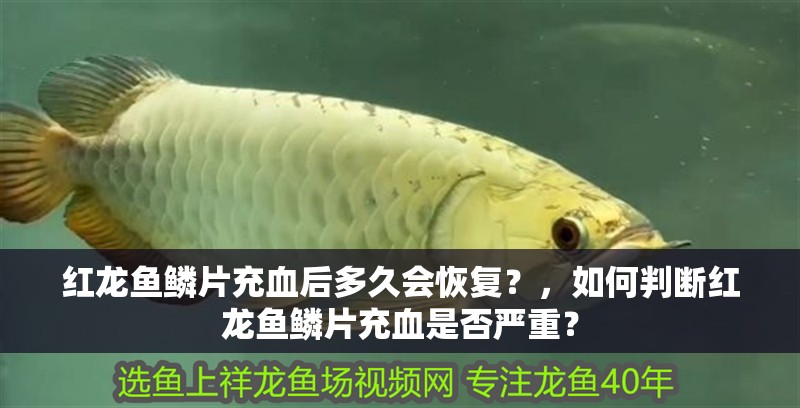 紅龍魚鱗片充血后多久會恢復？，如何判斷紅龍魚鱗片充血是否嚴重？