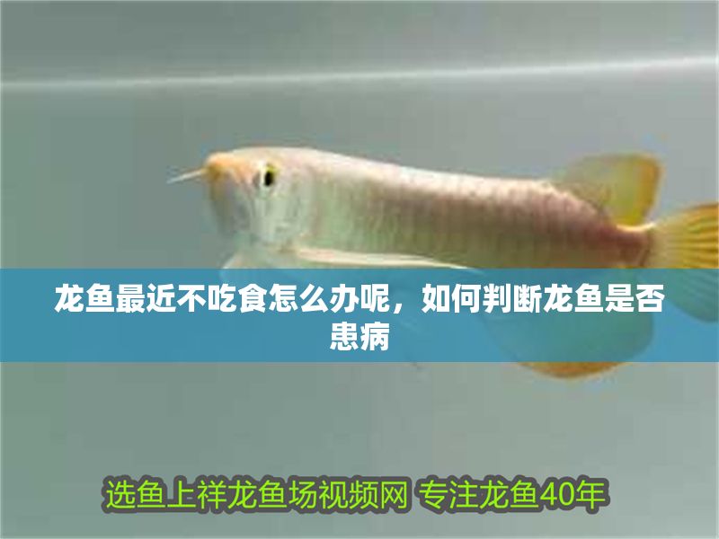 龍魚最近不吃食怎么辦呢，如何判斷龍魚是否患病