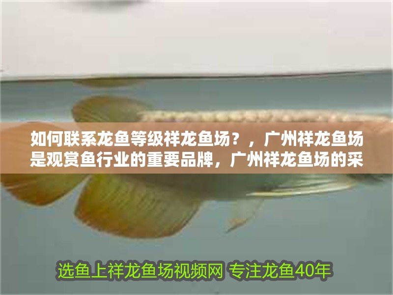 如何聯系龍魚等級祥龍魚場？，廣州祥龍魚場是觀賞魚行業的重要品牌，廣州祥龍魚場的采購指南