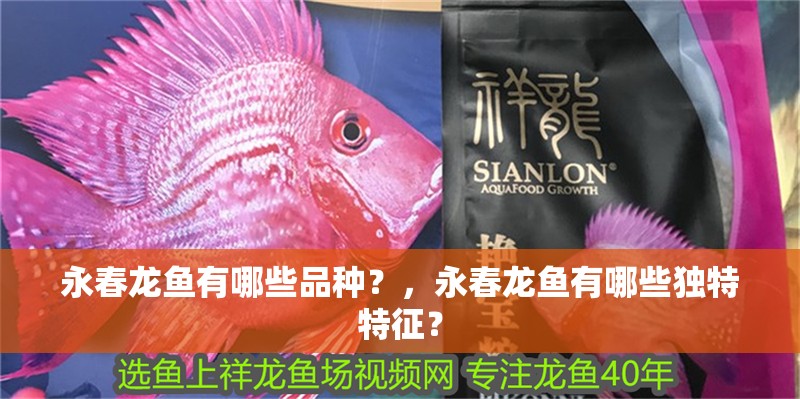 永春龍魚有哪些品種？，永春龍魚有哪些獨(dú)特特征？