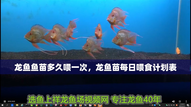 龍魚魚苗多久喂一次，龍魚苗每日喂食計(jì)劃表