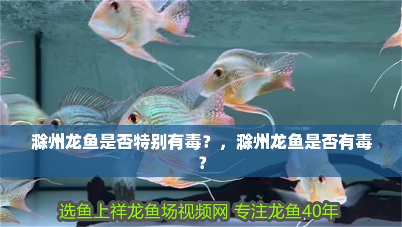 滁州龍魚是否特別有毒？，滁州龍魚是否有毒？