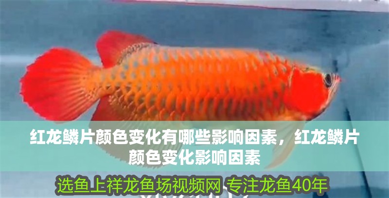 紅龍鱗片顏色變化有哪些影響因素，紅龍鱗片顏色變化影響因素