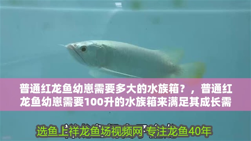 普通紅龍魚幼崽需要多大的水族箱？，普通紅龍魚幼崽需要100升的水族箱來(lái)滿足其成長(zhǎng)需求