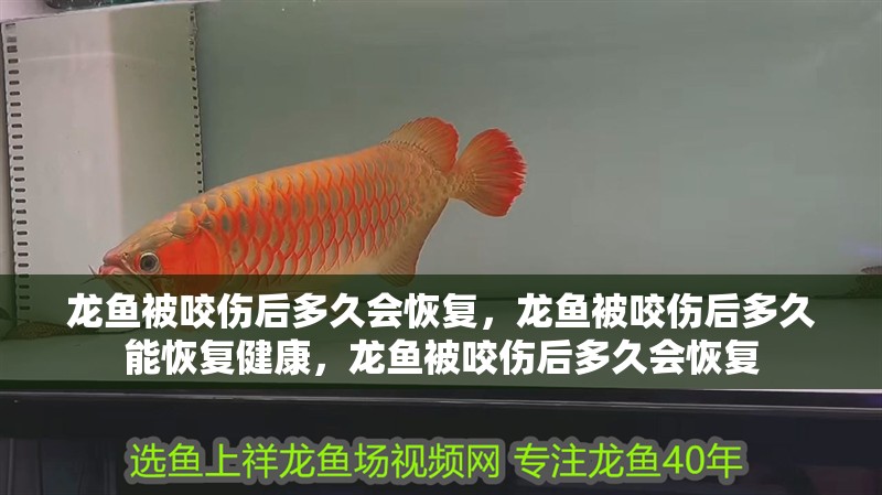 龍魚被咬傷后多久會恢復，龍魚被咬傷后多久能恢復健康，龍魚被咬傷后多久會恢復