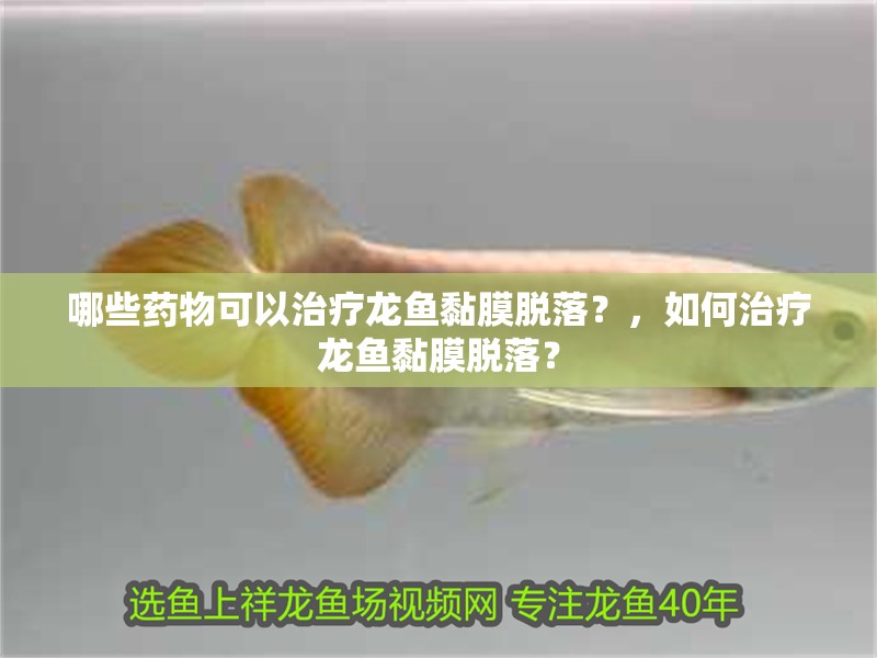 哪些藥物可以治療龍魚黏膜脫落？，如何治療龍魚黏膜脫落？