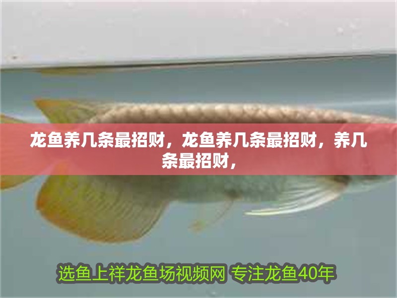 龍魚養(yǎng)幾條最招財(cái)，龍魚養(yǎng)幾條最招財(cái)，養(yǎng)幾條最招財(cái)，