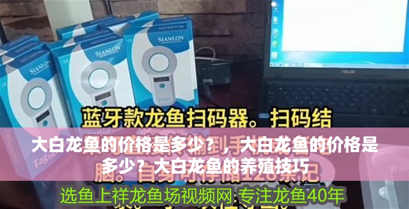 大白龍魚的價格是多少？，大白龍魚的價格是多少？大白龍魚的養(yǎng)殖技巧