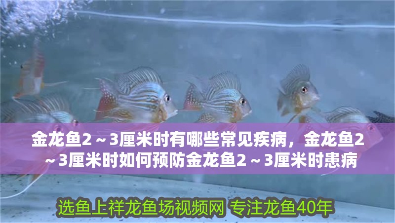 金龍魚2～3厘米時有哪些常見疾病，金龍魚2～3厘米時如何預防金龍魚2～3厘米時患病