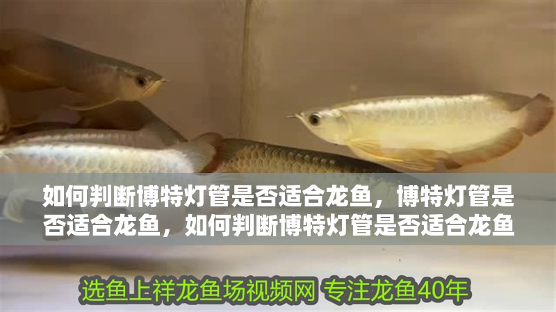 如何判斷博特燈管是否適合龍魚，博特燈管是否適合龍魚，如何判斷博特燈管是否適合龍魚