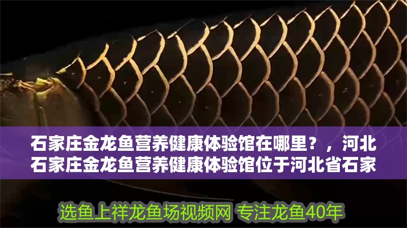 石家莊金龍魚營養健康體驗館在哪里？，河北石家莊金龍魚營養健康體驗館位于河北省石家莊市