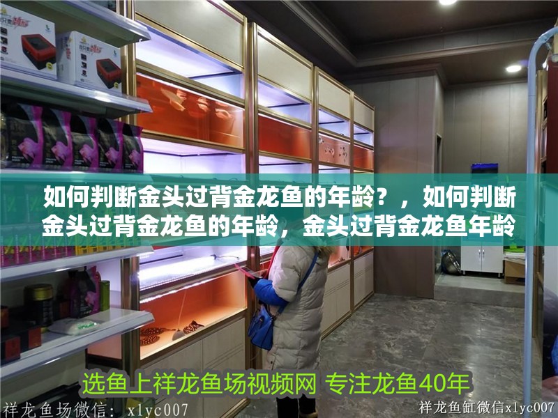 如何判斷金頭過背金龍魚的年齡？，如何判斷金頭過背金龍魚的年齡，金頭過背金龍魚年齡