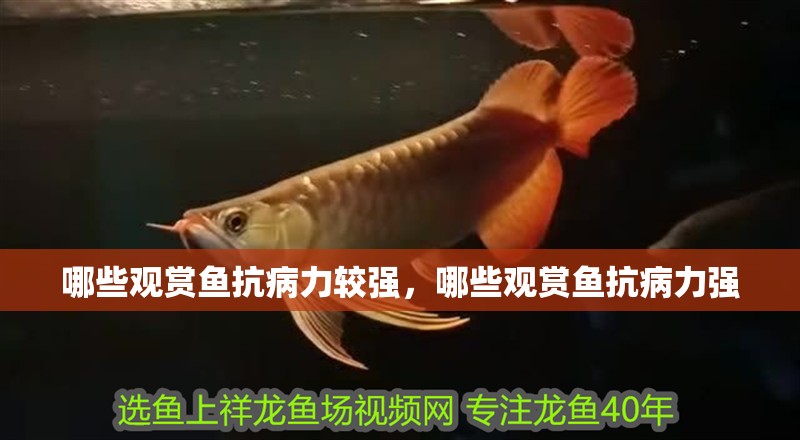 哪些觀賞魚抗病力較強，哪些觀賞魚抗病力強