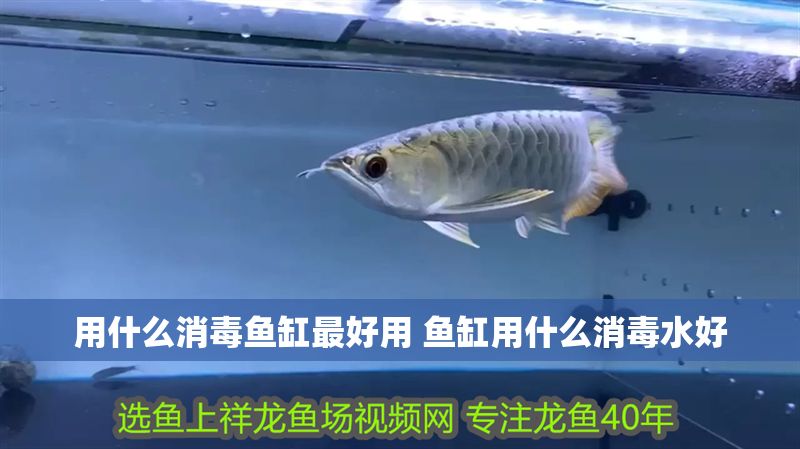 用什么消毒魚缸最好用 魚缸用什么消毒水好
