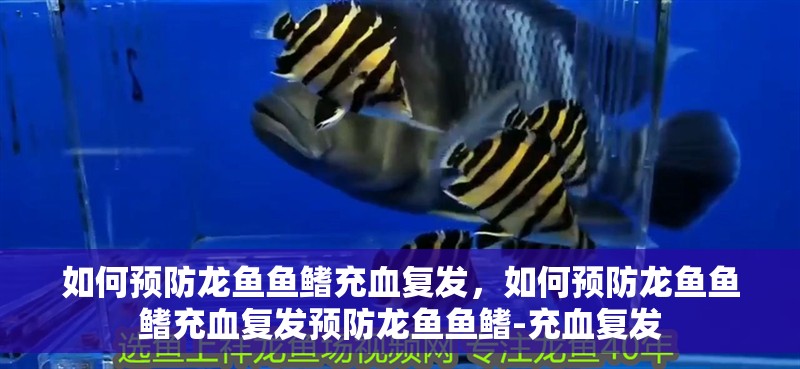 如何預防龍魚魚鰭充血復發，如何預防龍魚魚鰭充血復發預防龍魚魚鰭-充血復發