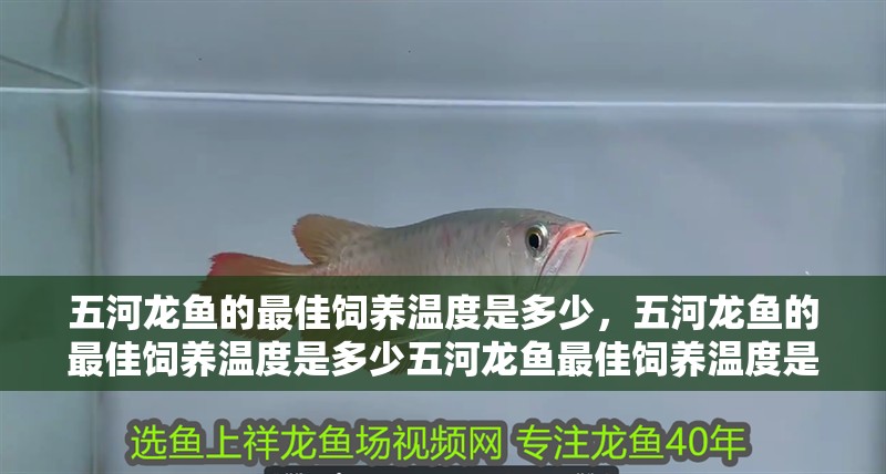 五河龍魚的最佳飼養(yǎng)溫度是多少，五河龍魚的最佳飼養(yǎng)溫度是多少五河龍魚最佳飼養(yǎng)溫度是多少