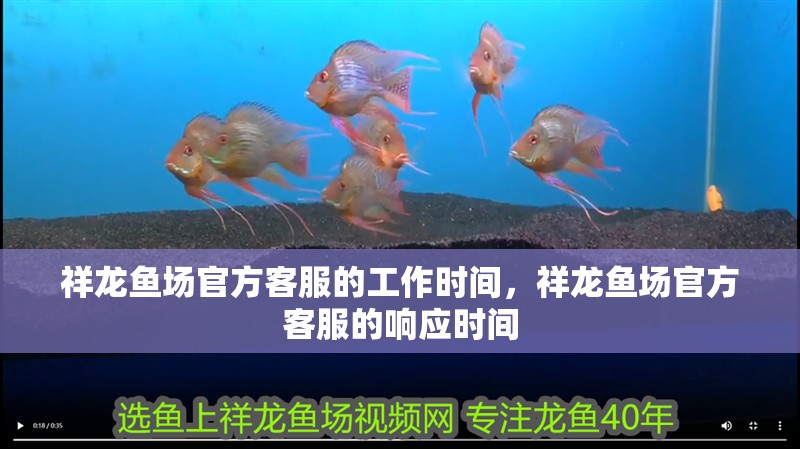 祥龍魚場官方客服的工作時間，祥龍魚場官方客服的響應時間