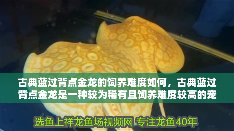 古典藍過背點金龍的飼養難度如何，古典藍過背點金龍是一種較為稀有且飼養難度較高的寵物魚