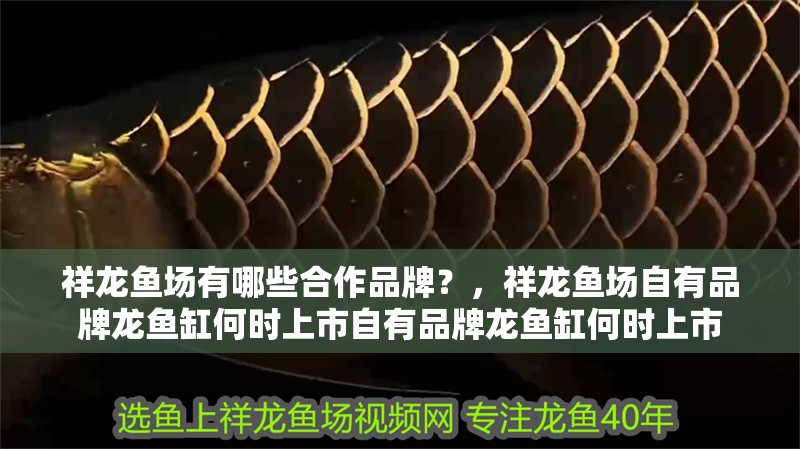 祥龍魚場有哪些合作品牌？，祥龍魚場自有品牌龍魚缸何時上市自有品牌龍魚缸何時上市