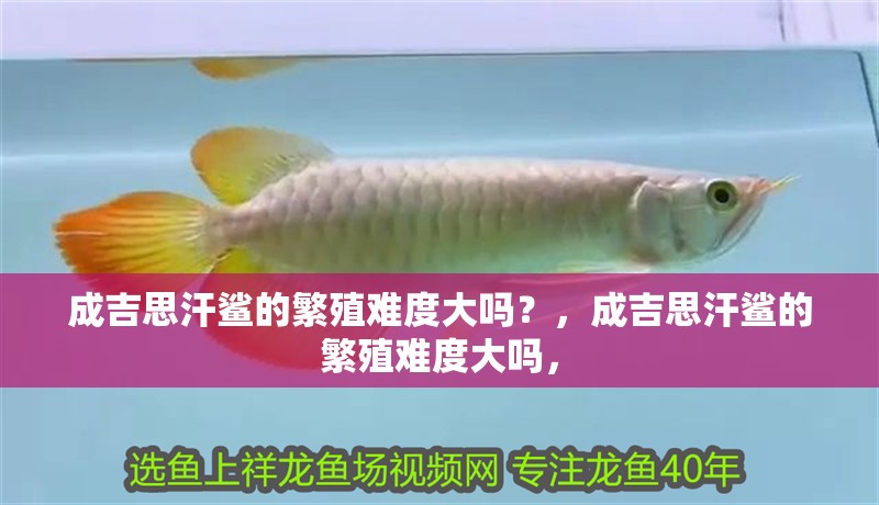 成吉思汗鯊的繁殖難度大嗎？，成吉思汗鯊的繁殖難度大嗎，