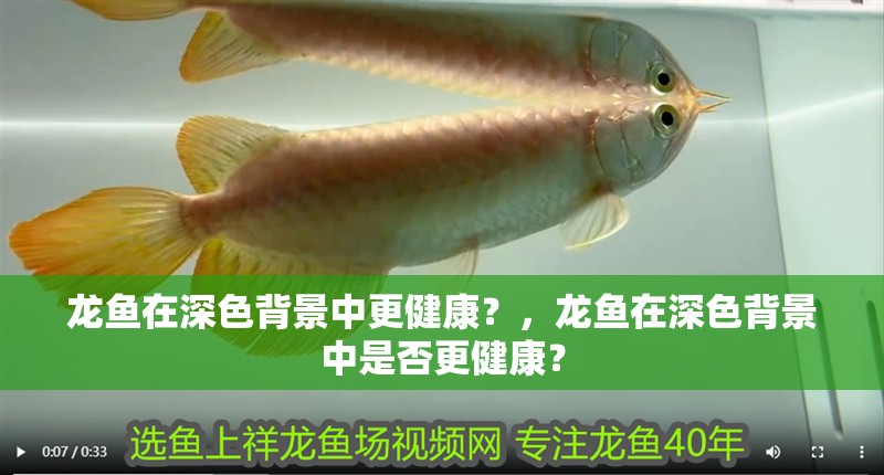 龍魚在深色背景中更健康？，龍魚在深色背景中是否更健康？