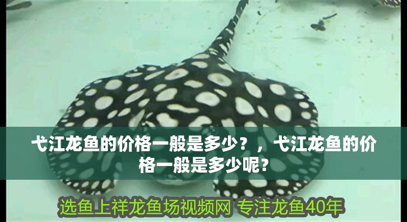 弋江龍魚的價格一般是多少？，弋江龍魚的價格一般是多少呢？