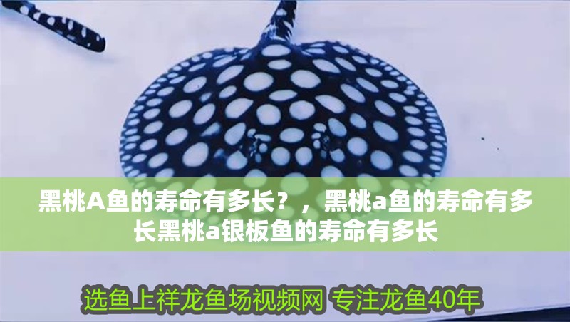 黑桃A魚(yú)的壽命有多長(zhǎng)？，黑桃a魚(yú)的壽命有多長(zhǎng)黑桃a銀板魚(yú)的壽命有多長(zhǎng)