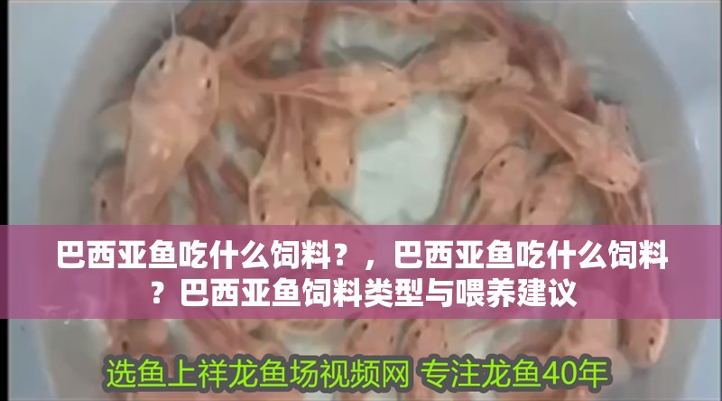 巴西亞魚吃什么飼料？，巴西亞魚吃什么飼料？巴西亞魚飼料類型與喂養建議