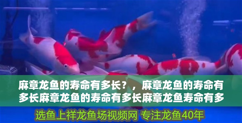 麻章龍魚的壽命有多長？，麻章龍魚的壽命有多長麻章龍魚的壽命有多長麻章龍魚壽命有多長