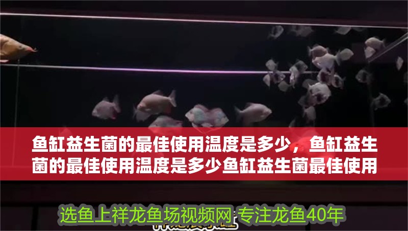 魚缸益生菌的最佳使用溫度是多少，魚缸益生菌的最佳使用溫度是多少魚缸益生菌最佳使用溫度是多少