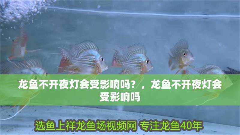 龍魚不開夜燈會(huì)受影響嗎？，龍魚不開夜燈會(huì)受影響嗎