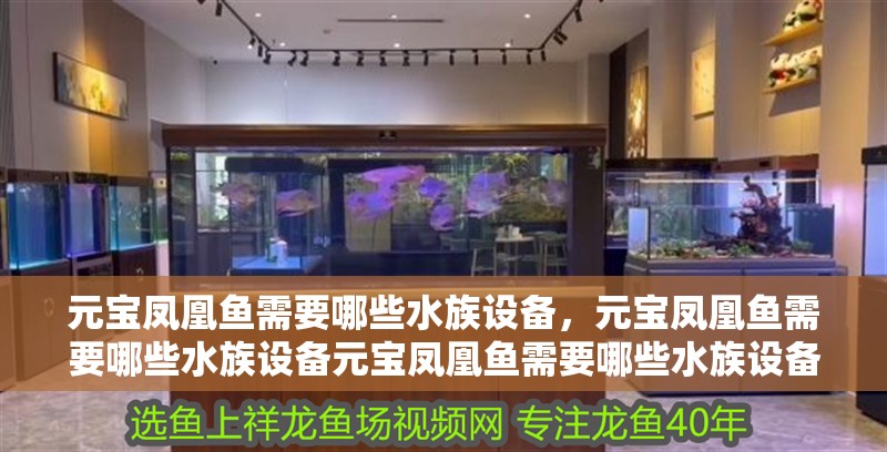 元寶鳳凰魚需要哪些水族設備，元寶鳳凰魚需要哪些水族設備元寶鳳凰魚需要哪些水族設備