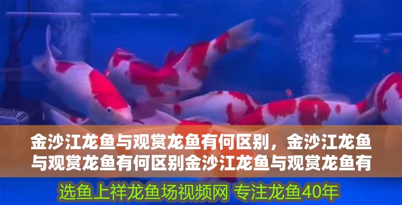 金沙江龍魚與觀賞龍魚有何區別，金沙江龍魚與觀賞龍魚有何區別金沙江龍魚與觀賞龍魚有何區別