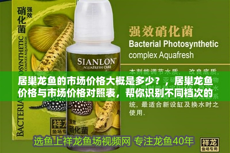居巢龍魚的市場價格大概是多少？，居巢龍魚價格與市場價格對照表，幫你識別不同檔次的龍魚價值