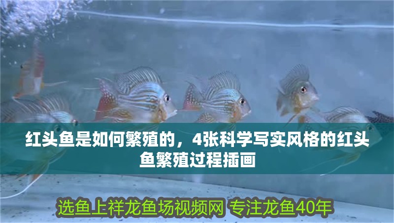 紅頭魚是如何繁殖的，4張科學寫實風格的紅頭魚繁殖過程插畫