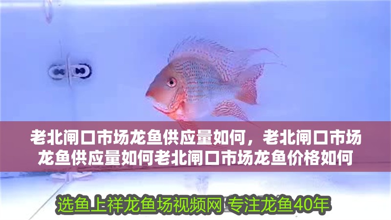 老北閘口市場龍魚供應量如何，老北閘口市場龍魚供應量如何老北閘口市場龍魚價格如何
