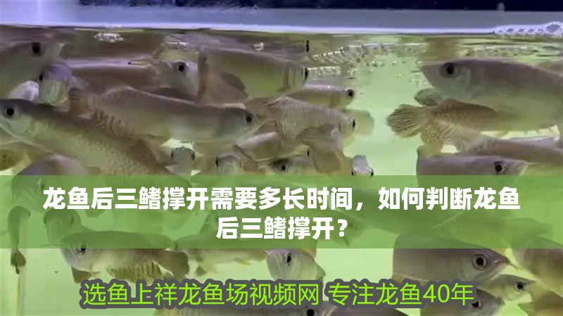 龍魚后三鰭撐開需要多長時間，如何判斷龍魚后三鰭撐開？