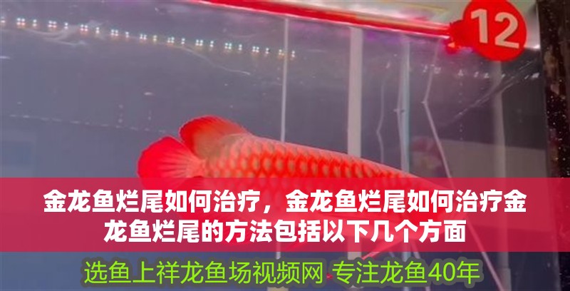 金龍魚爛尾如何治療，金龍魚爛尾如何治療金龍魚爛尾的方法包括以下幾個方面