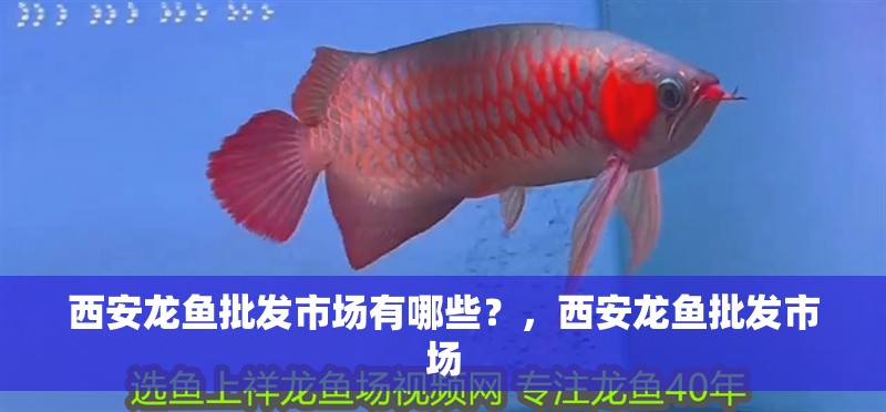 西安龍魚批發市場有哪些？，西安龍魚批發市場