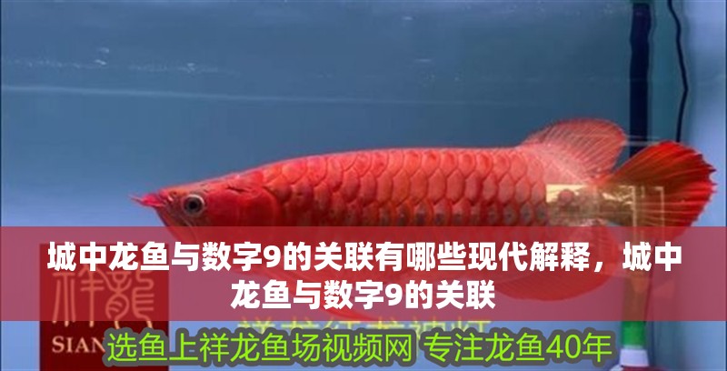 城中龍魚與數字9的關聯有哪些現代解釋，城中龍魚與數字9的關聯