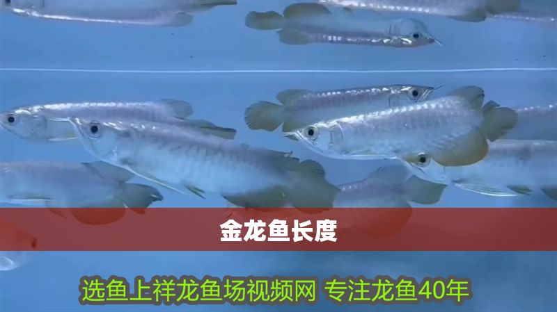 金龍魚長度