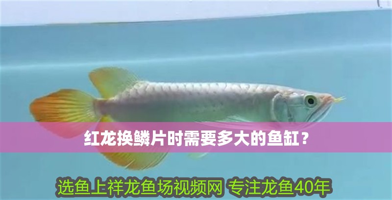 紅龍換鱗片時需要多大的魚缸？