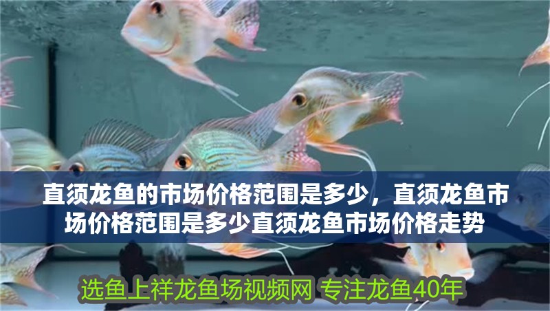 直須龍魚的市場價格范圍是多少，直須龍魚市場價格范圍是多少直須龍魚市場價格走勢